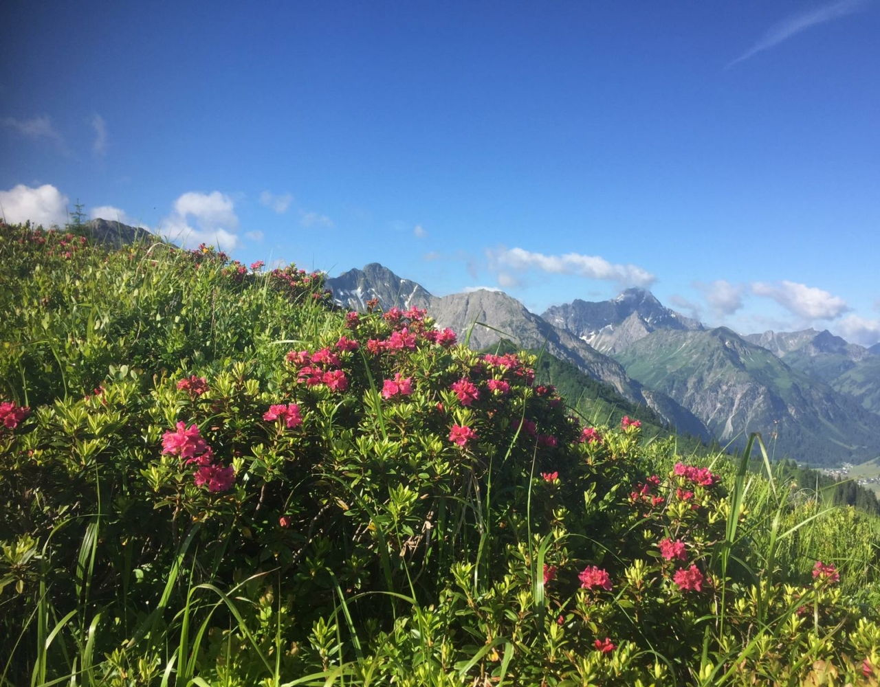 Alpenrosen Blüten in den Bergen des Kleinwalsertals