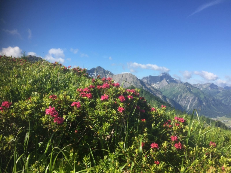 Alpenrosen Blüten in den Bergen des Kleinwalsertals