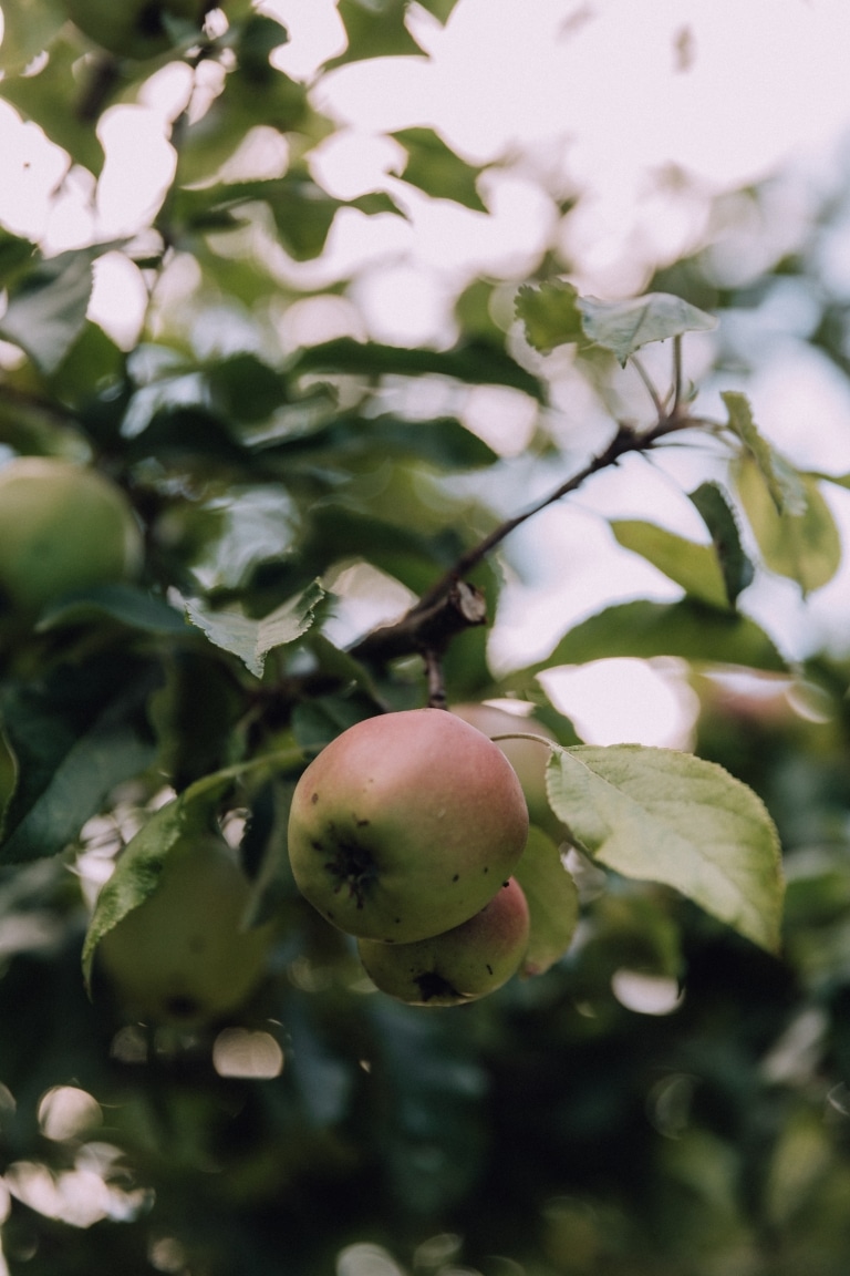 Bio Äpfel an grünem Baum