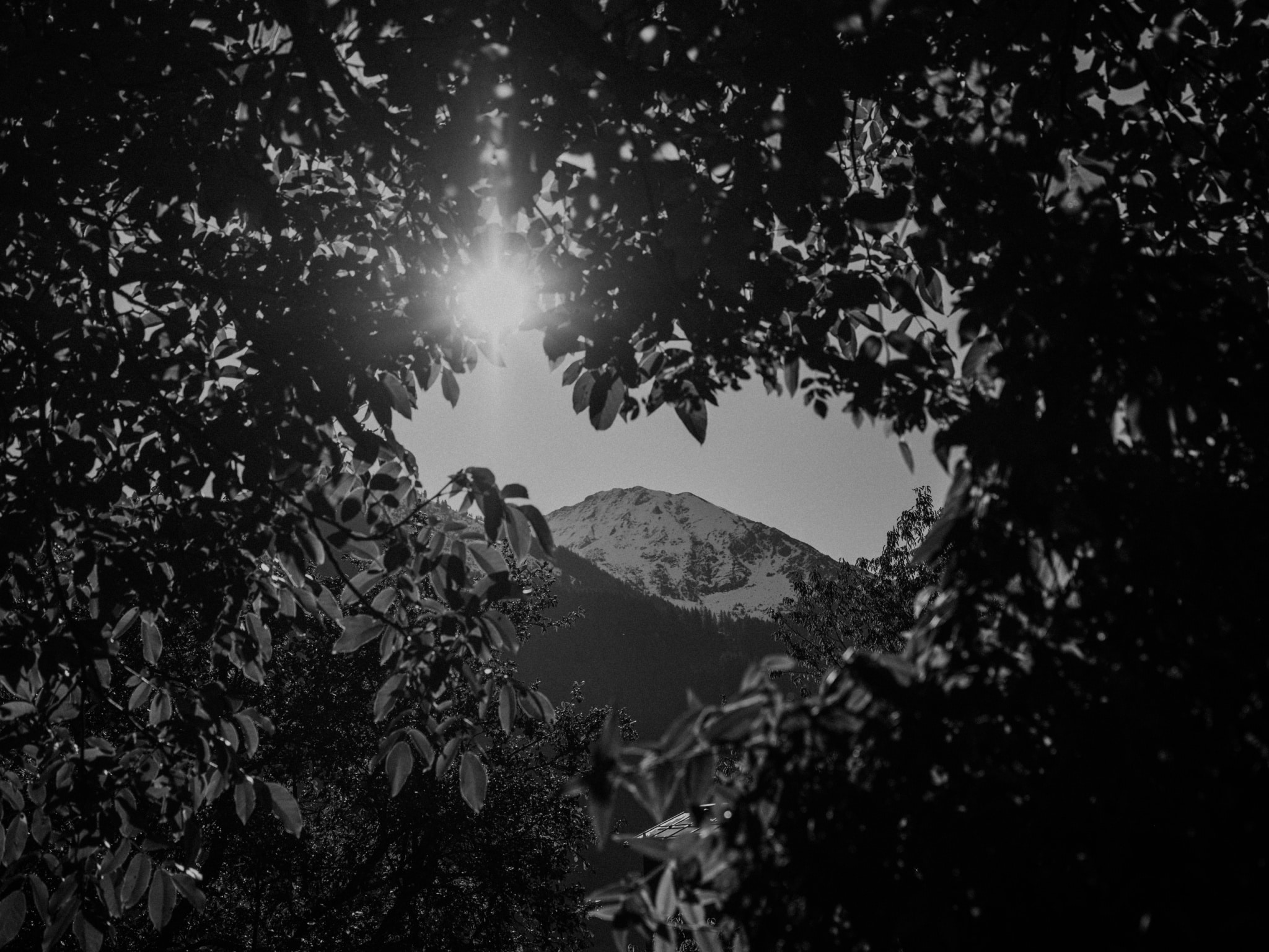 Natur Blick durch Baum auf Berg schwarz-weiß