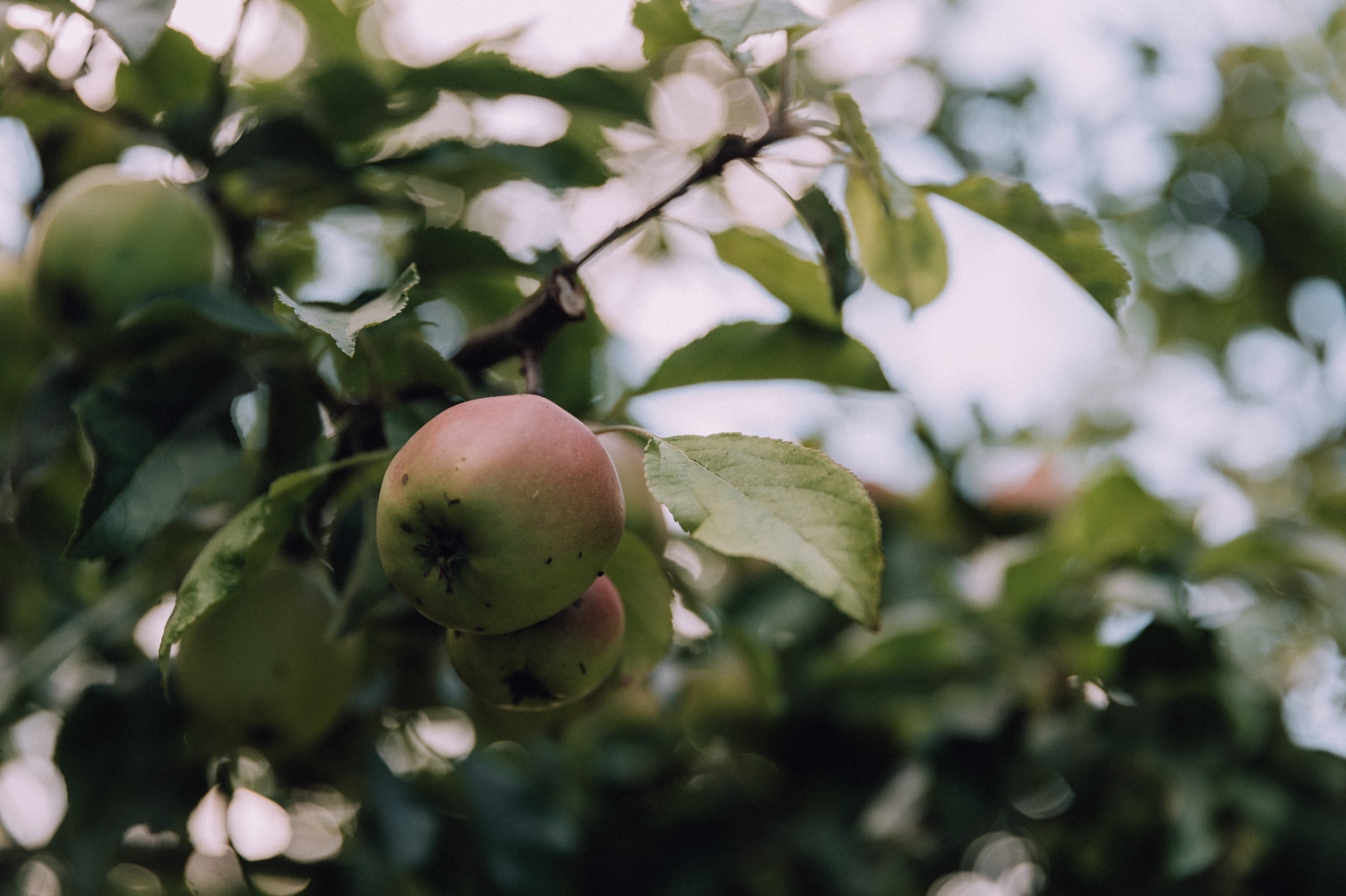 frische Äpfel am Baum im Garten des Chesa Valisa