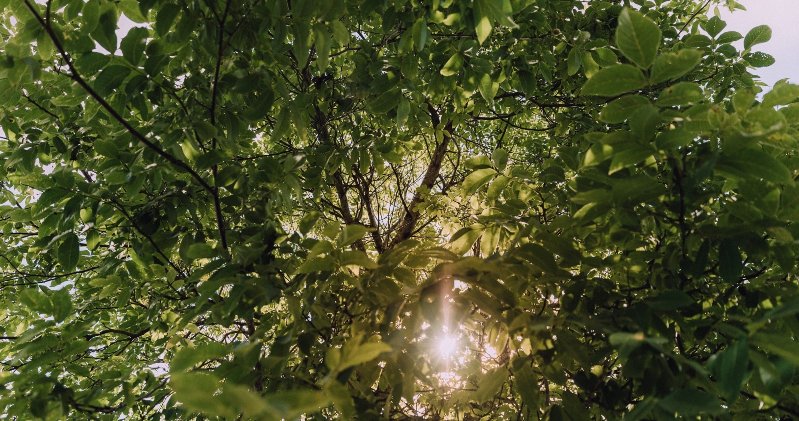 die Sonne lunzt durch die Blätter eines grünen Baumes