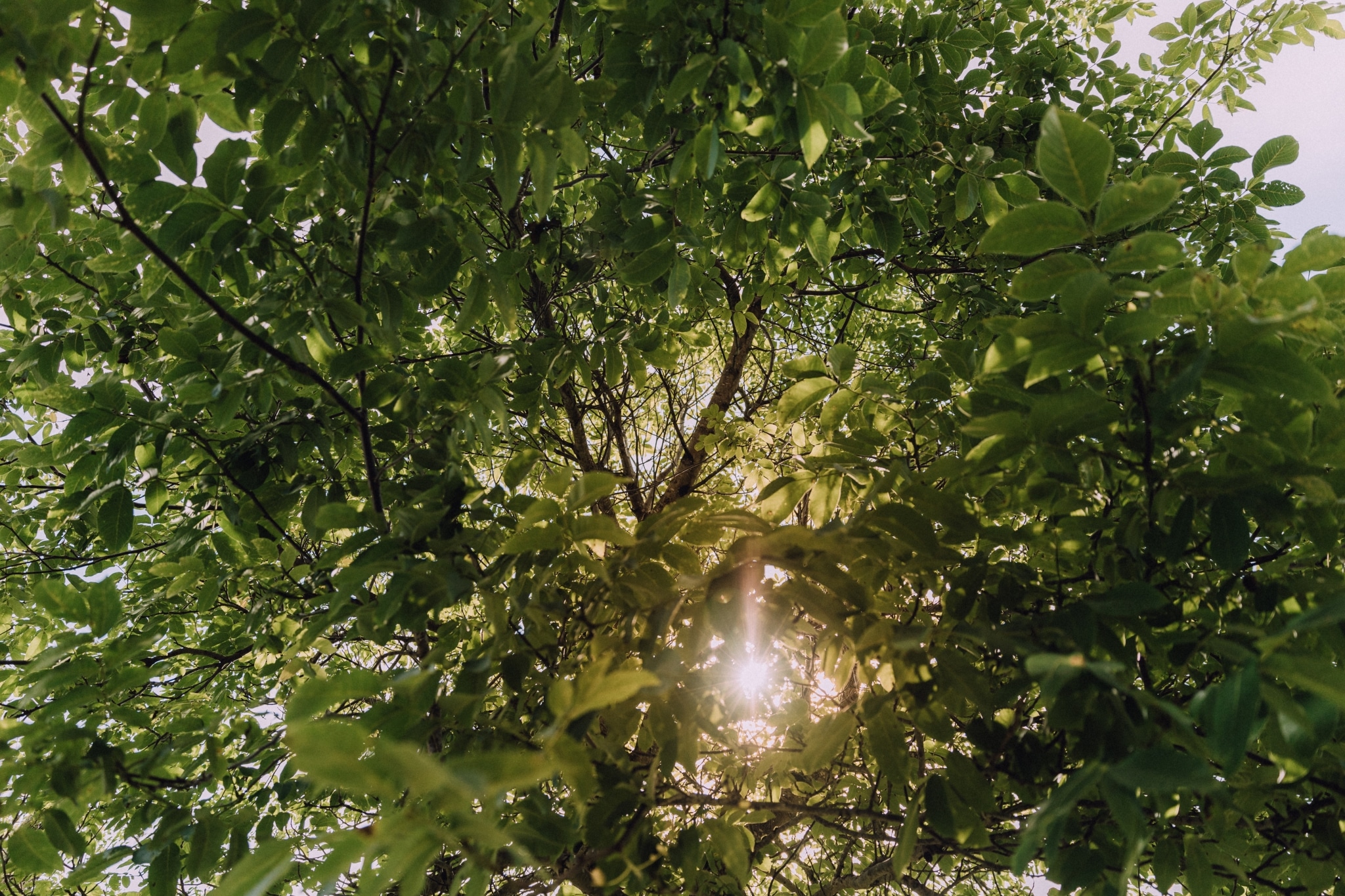 die Sonne lunzt durch die Blätter eines grünen Baumes