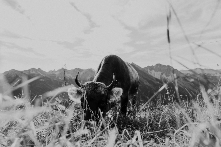 Kuh auf einer Weide im Kleinwalsertal schwarz-weiß