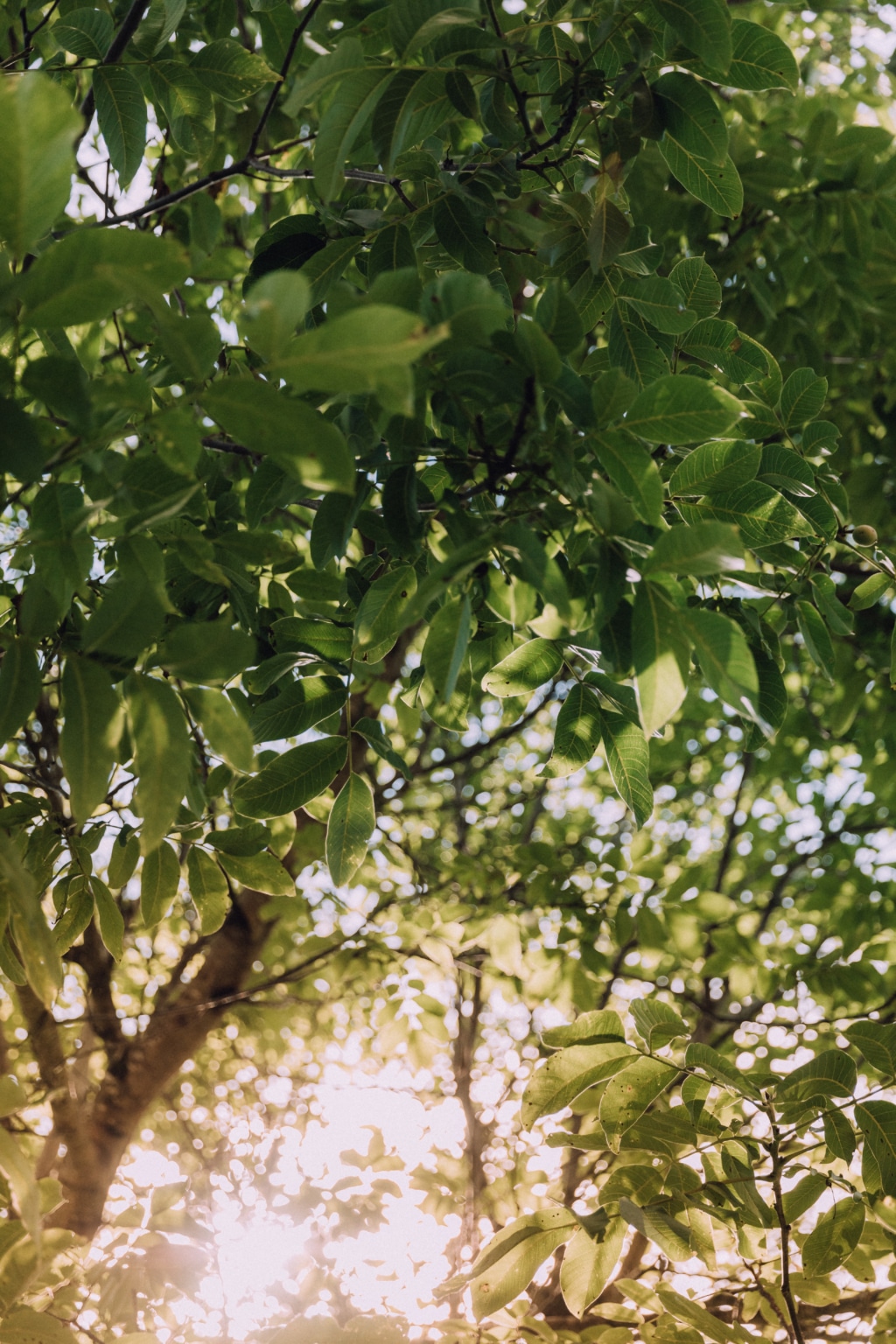 Baum mit Sonnenstrahlen im Naturhotelgarten