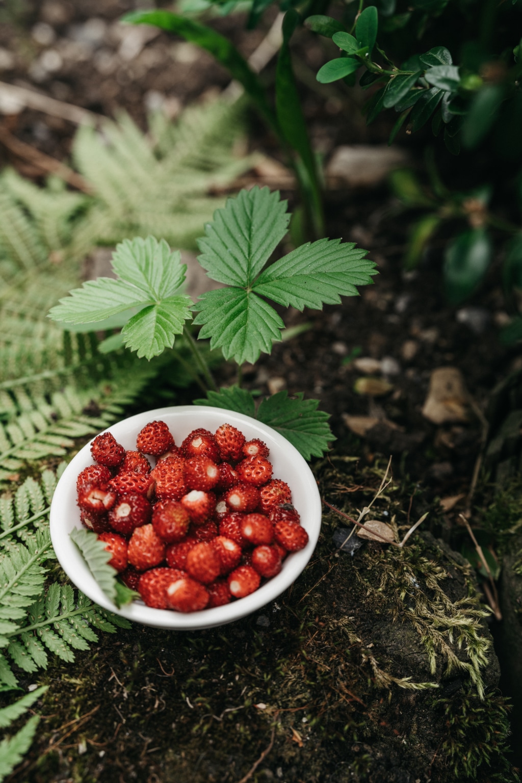 Slow Food frische Erdbeeren aus dem Wald