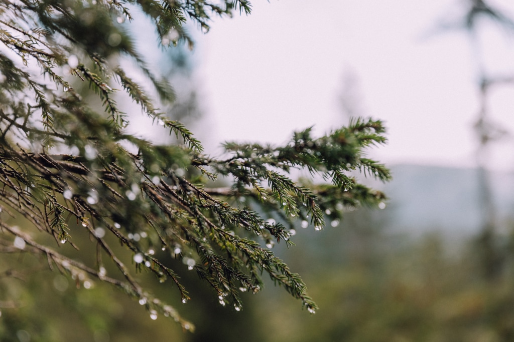 Nadelbaum mit Regentropfen