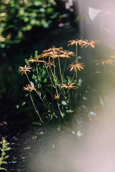 Blumen mit Sonnenstrahlen im Garten